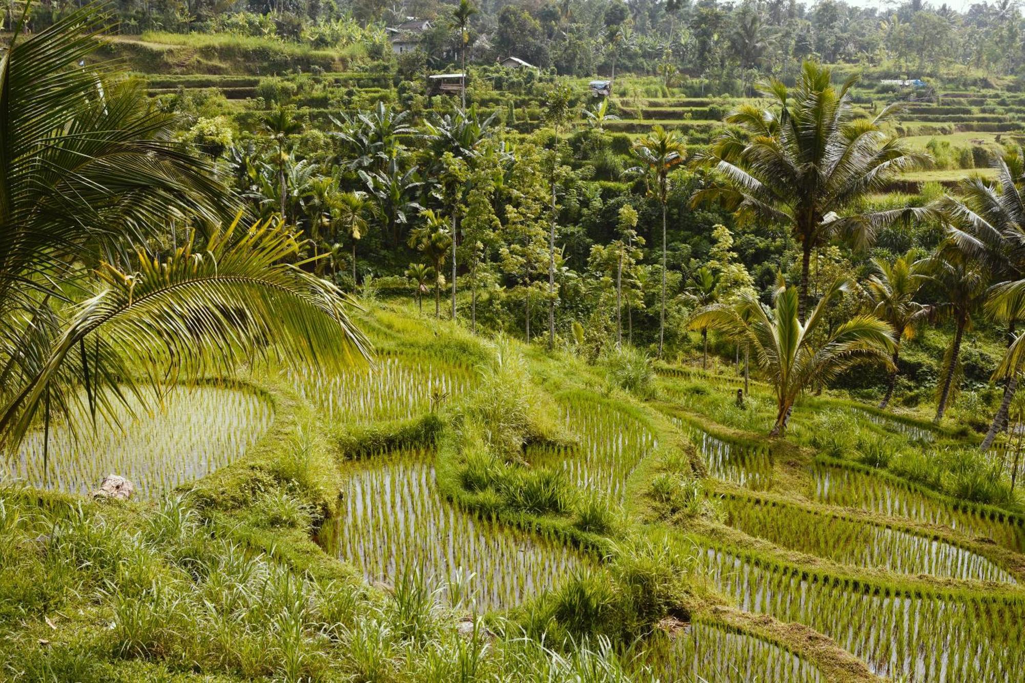 Tetebatu Sunrise Homestay Exterior foto