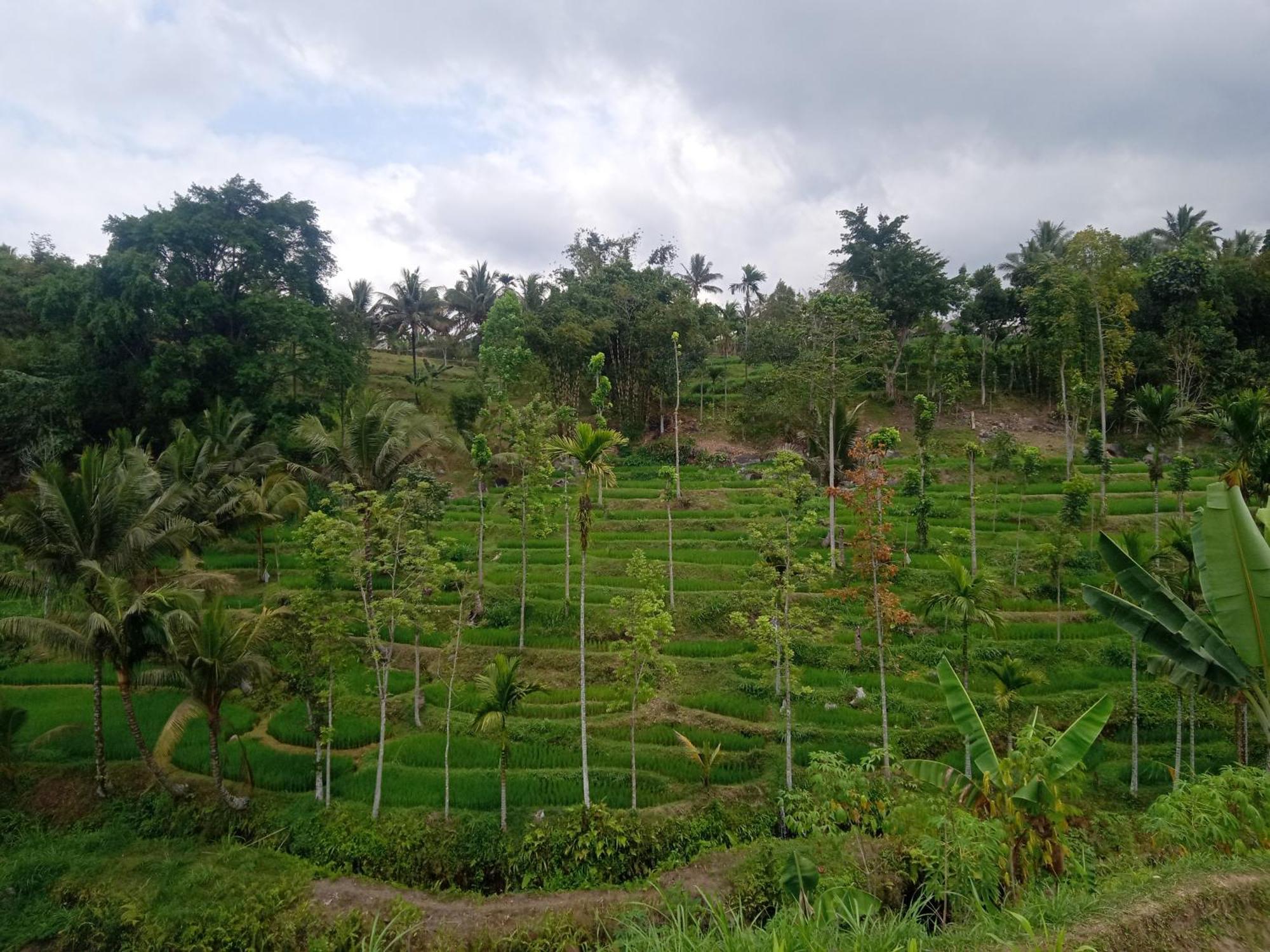 Tetebatu Sunrise Homestay Exterior foto